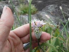 Allium keeverae
