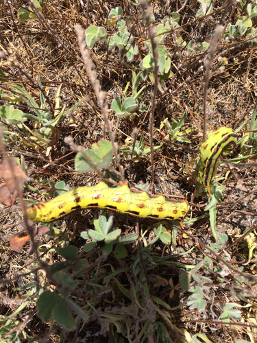 iNaturalist observation photo of White-lined Sphinx