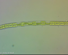 Groenbladia taylorii