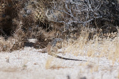 Aspidoscelis tigris tigris