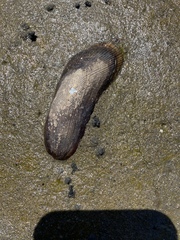Geukensia demissa