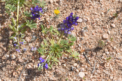 Lupinus odoratus