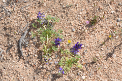 Lupinus odoratus