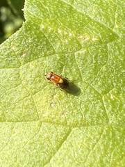 Thaumatomyia rubida