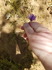 Dichelostemma congestum