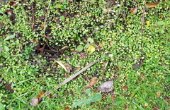 Hydrocotyle heteromeria