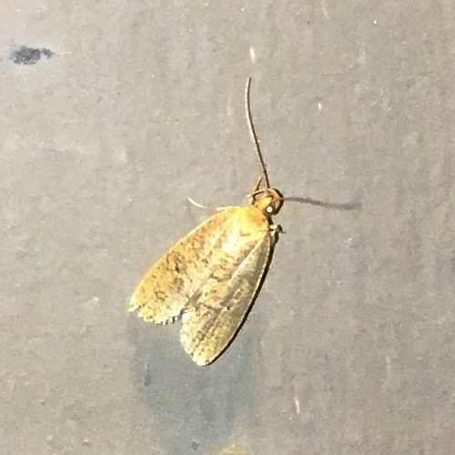 Dotted Leaftier Moth photo 6