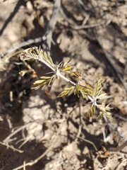 Plectrocarpa tetracantha