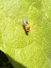 Thaumatomyia rubida