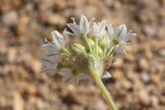 Allium lacunosum