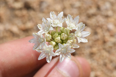 Allium lacunosum