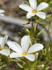 Leptosiphon floribundus
