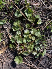 Sidalcea oregana calva