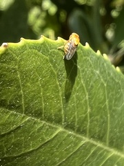 Thaumatomyia rubida