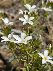Leptosiphon floribundus