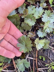 Sidalcea oregana calva