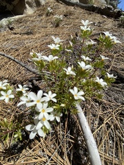 Leptosiphon floribundus