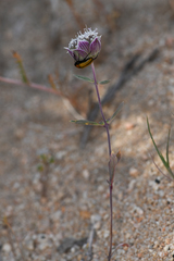 Monardella linoides