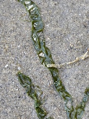Ulva