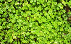 Hydrocotyle heteromeria