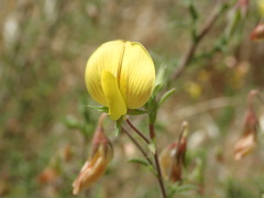 Ononis natrix
