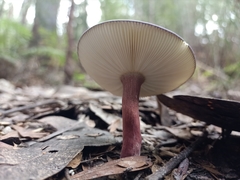 Russula lenkunya