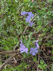 Phlox divaricata laphamii