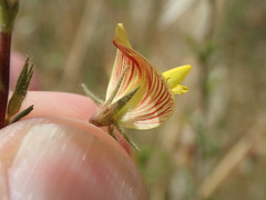 Ononis natrix