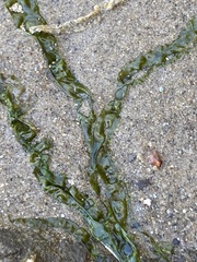 Ulva
