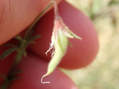 Ononis natrix