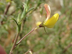 Ononis natrix