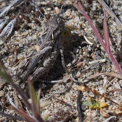 Psoloessa delicatula