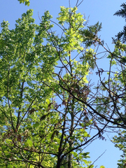 Fraxinus nigra
