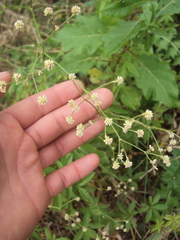 Pfaffia glomerata