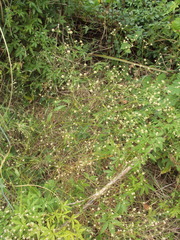 Pfaffia glomerata