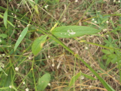 Pfaffia glomerata