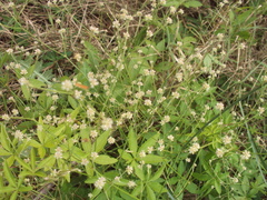 Pfaffia glomerata