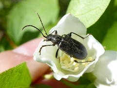 Brachysomida californica