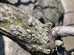 Lecanoromycetes
