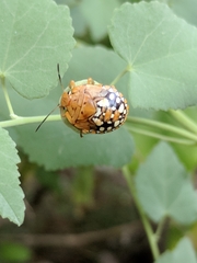 Chinavia marginata