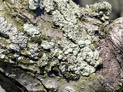 Flavoparmelia caperata