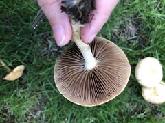 Hebeloma crustuliniforme
