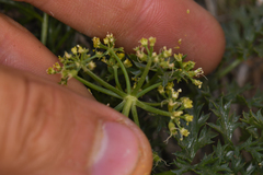 Tauschia parishii