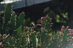 Heliomaster constantii
