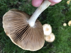 Hebeloma crustuliniforme