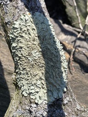 Flavoparmelia caperata