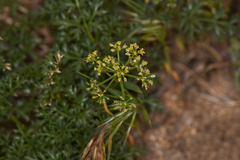 Tauschia parishii