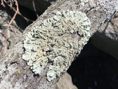 Flavoparmelia caperata