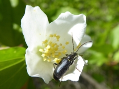 Brachysomida californica