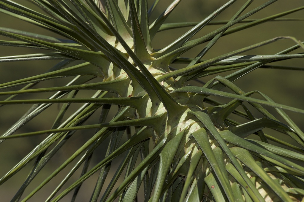 Dracaena ellenbeckiana